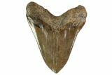 Giant, Fossil Megalodon Tooth - South Carolina #159733-1